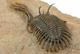 Trident Walliserops Trilobite - Exceptional Preparation #334856-5